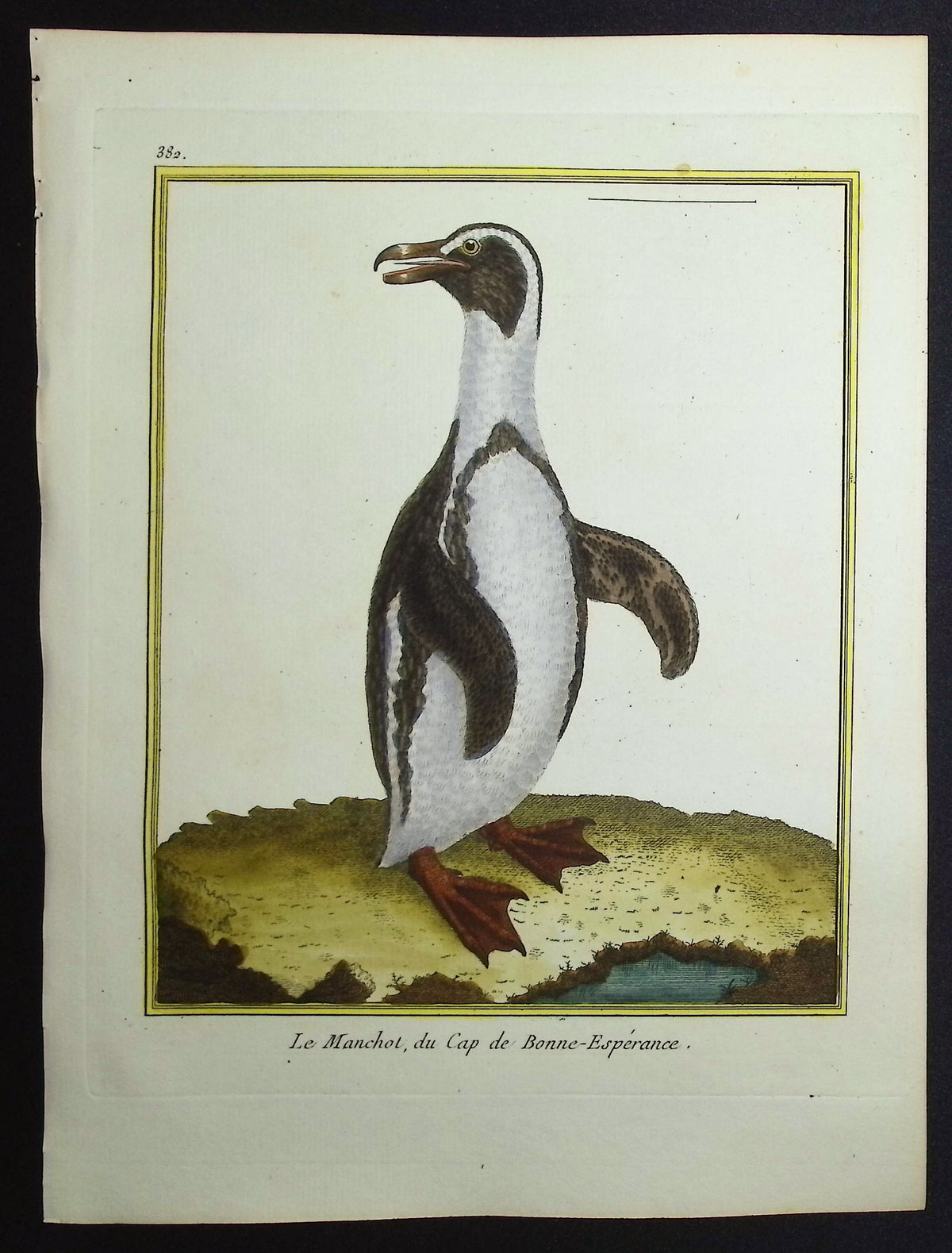 Penguin