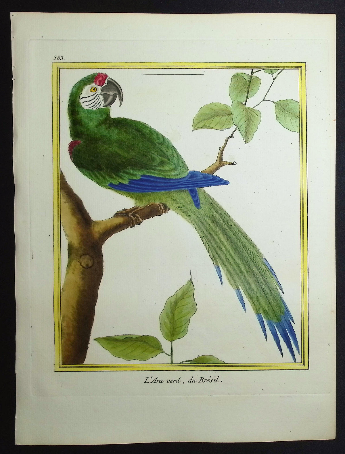Great Green Macaw