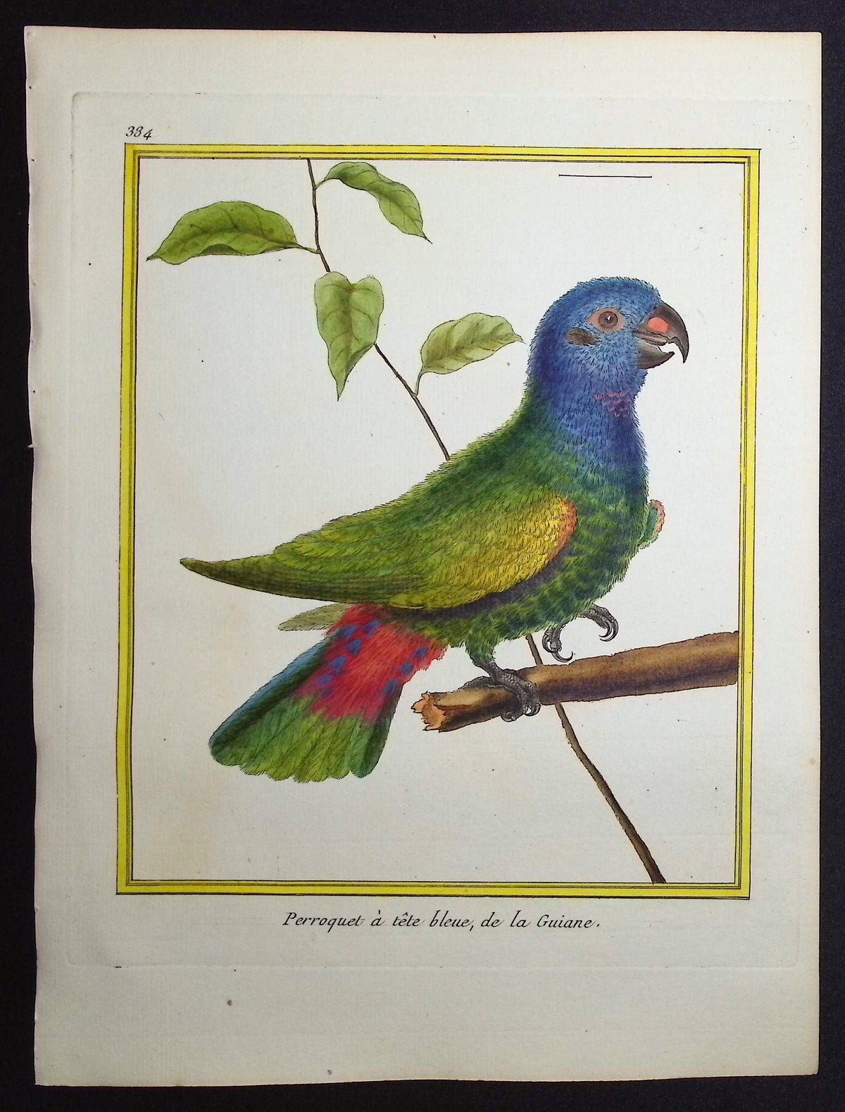 Parrot