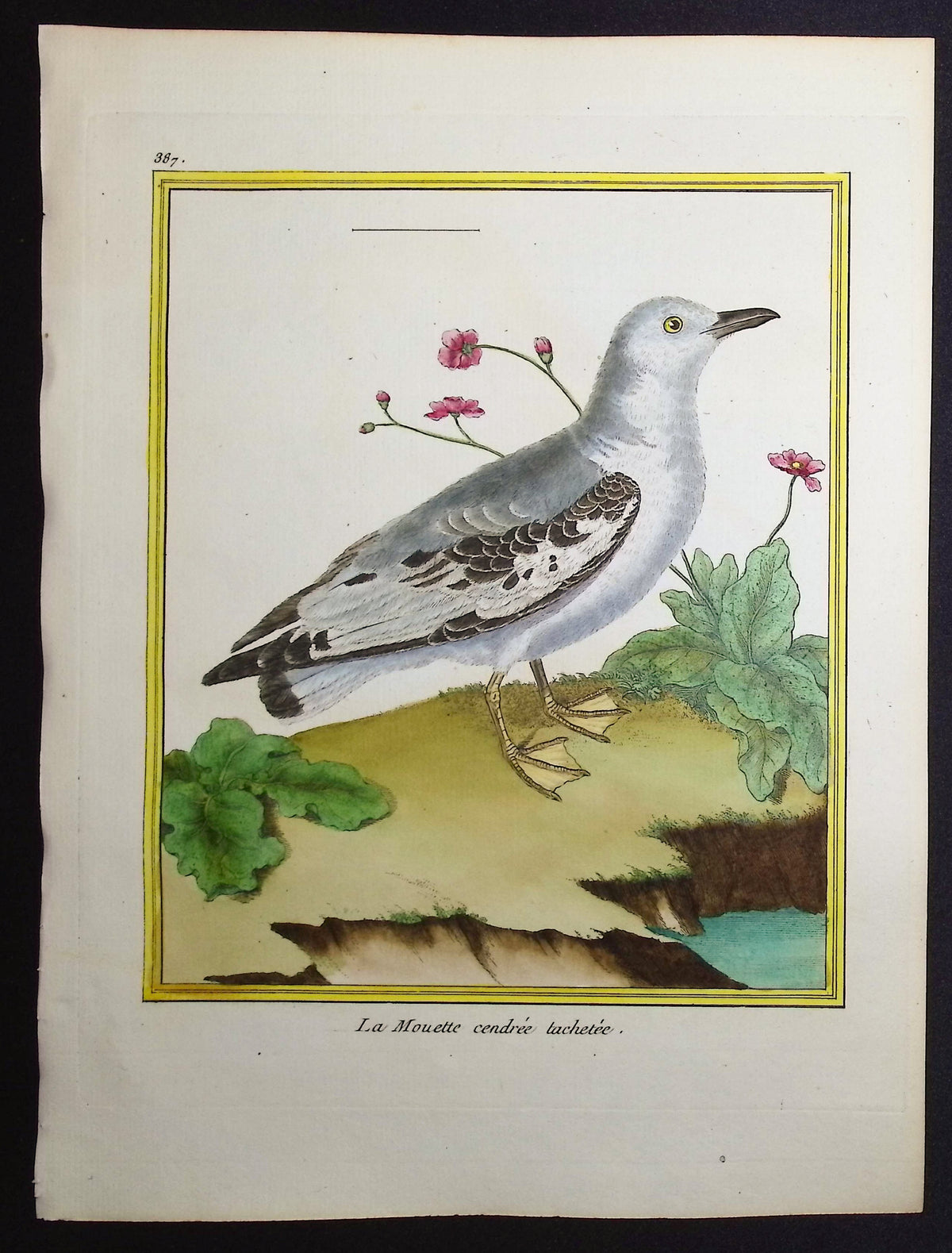 Seagull