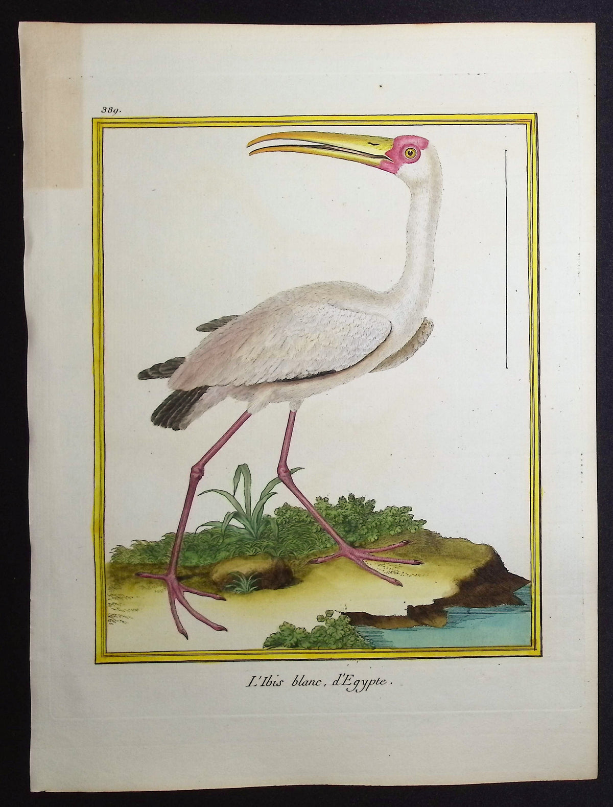 White Ibis