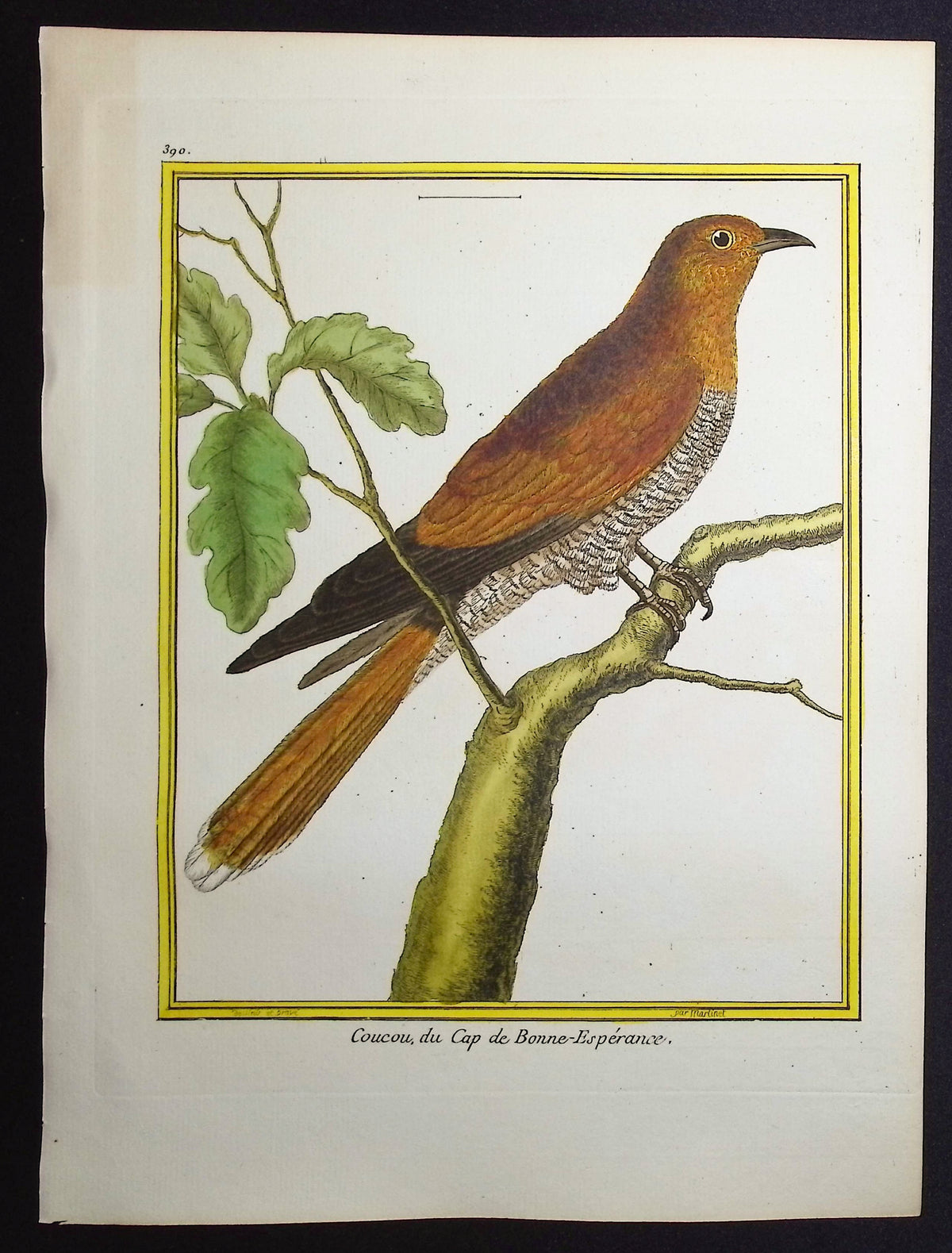 Cuckoo