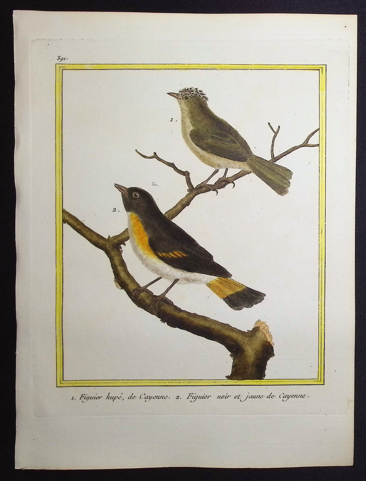 Flycatcher