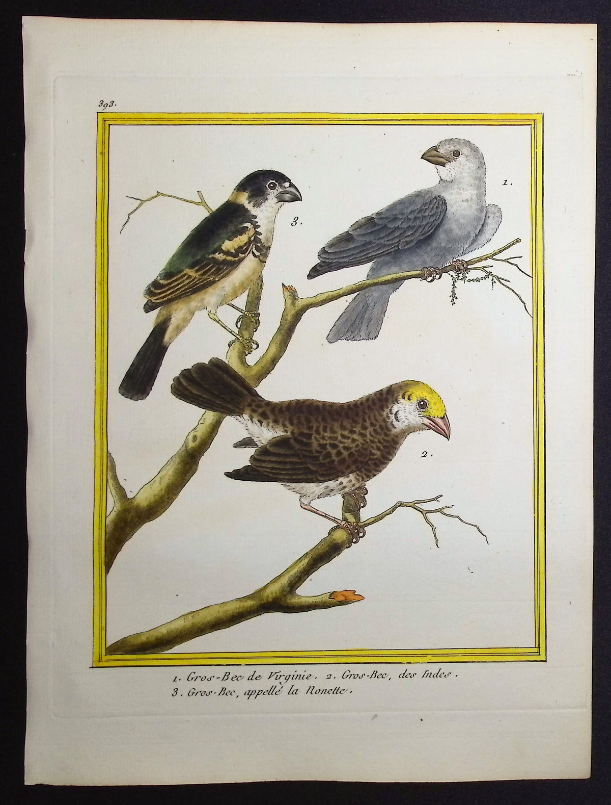 Grosbeak