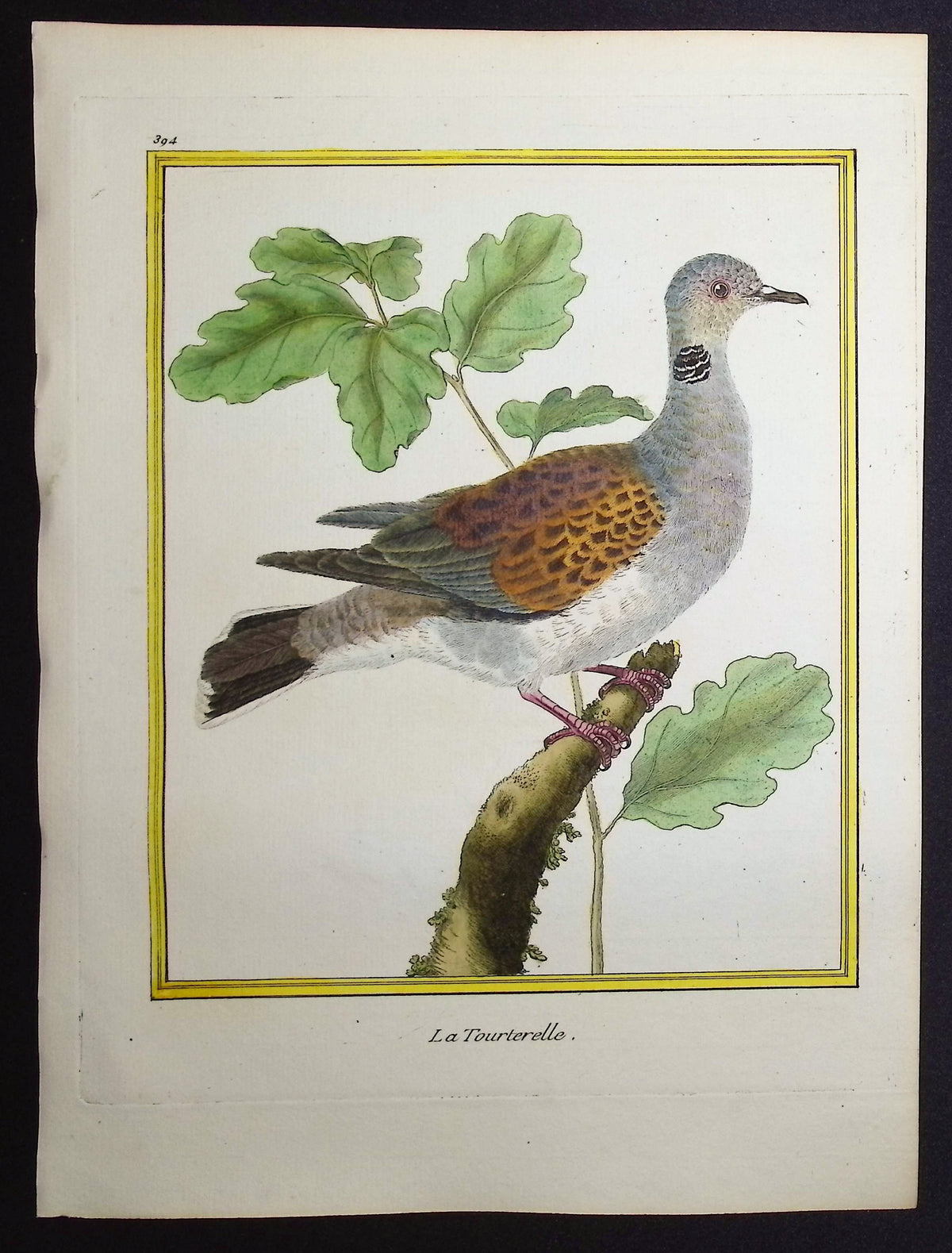 Turtledove