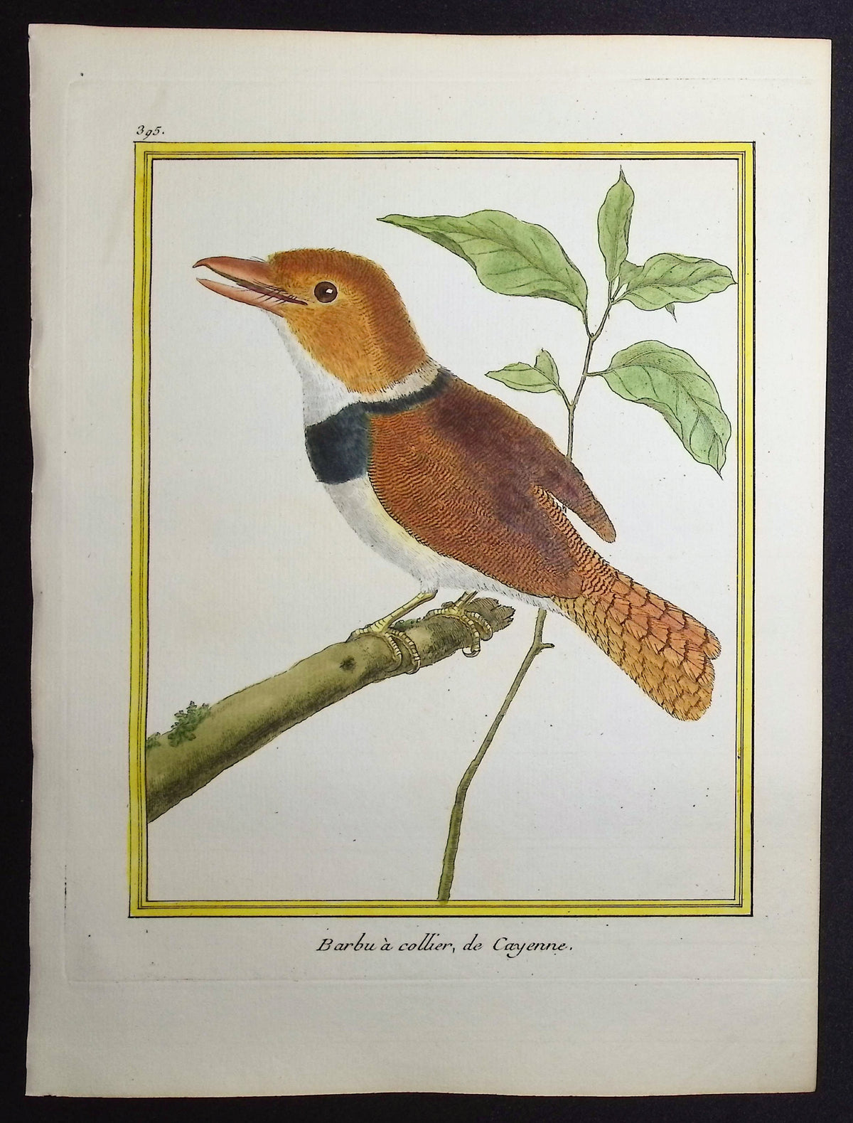 Barbet