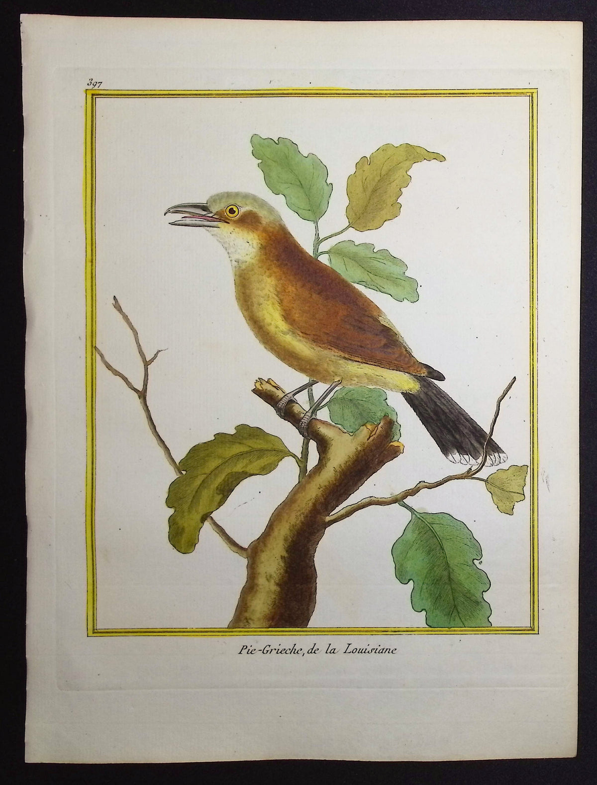 Shrike