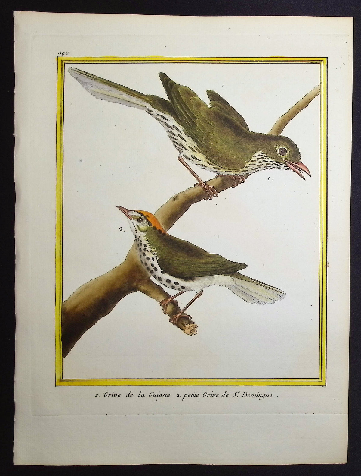 Thrush
