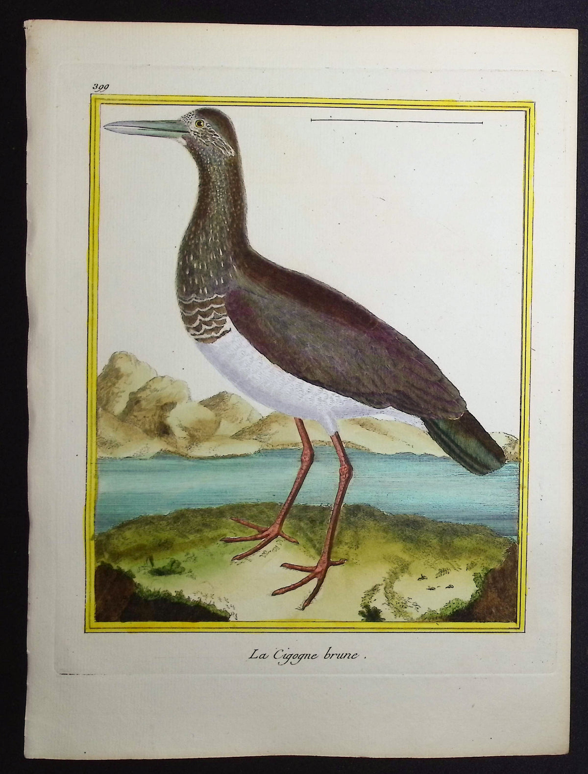 Stork