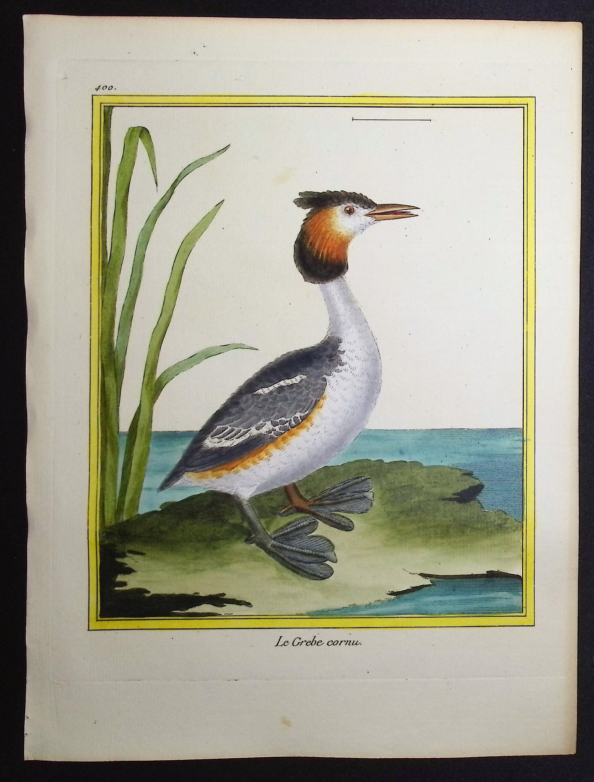 Grebe
