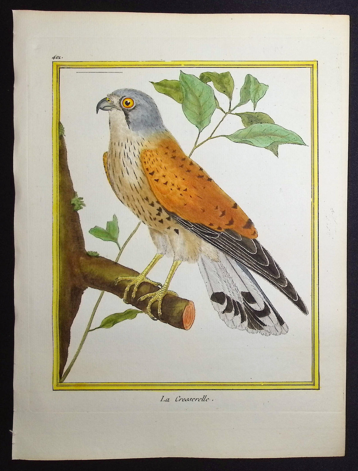 Kestrel