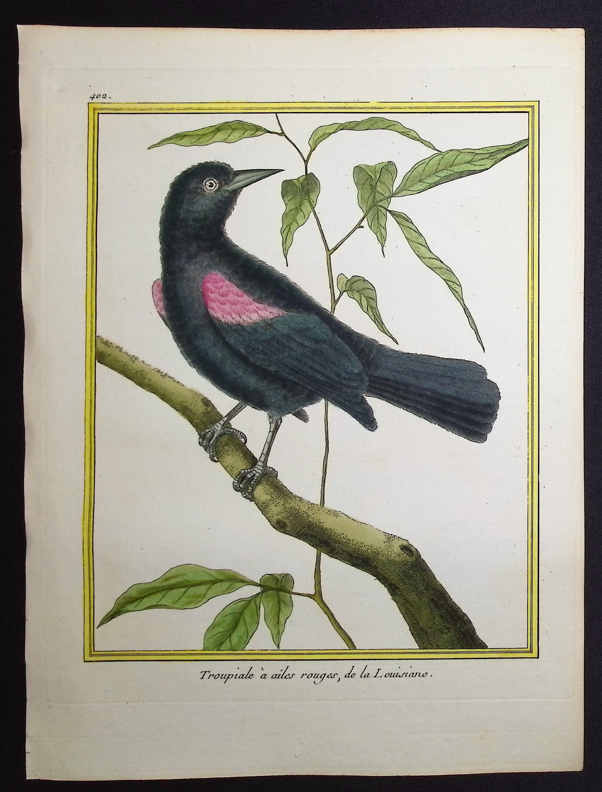 Troupial