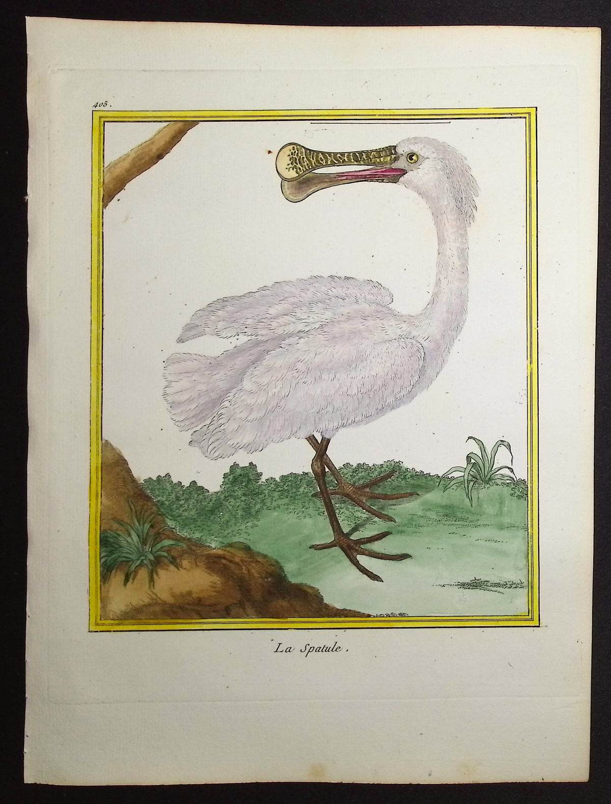 Spoonbill
