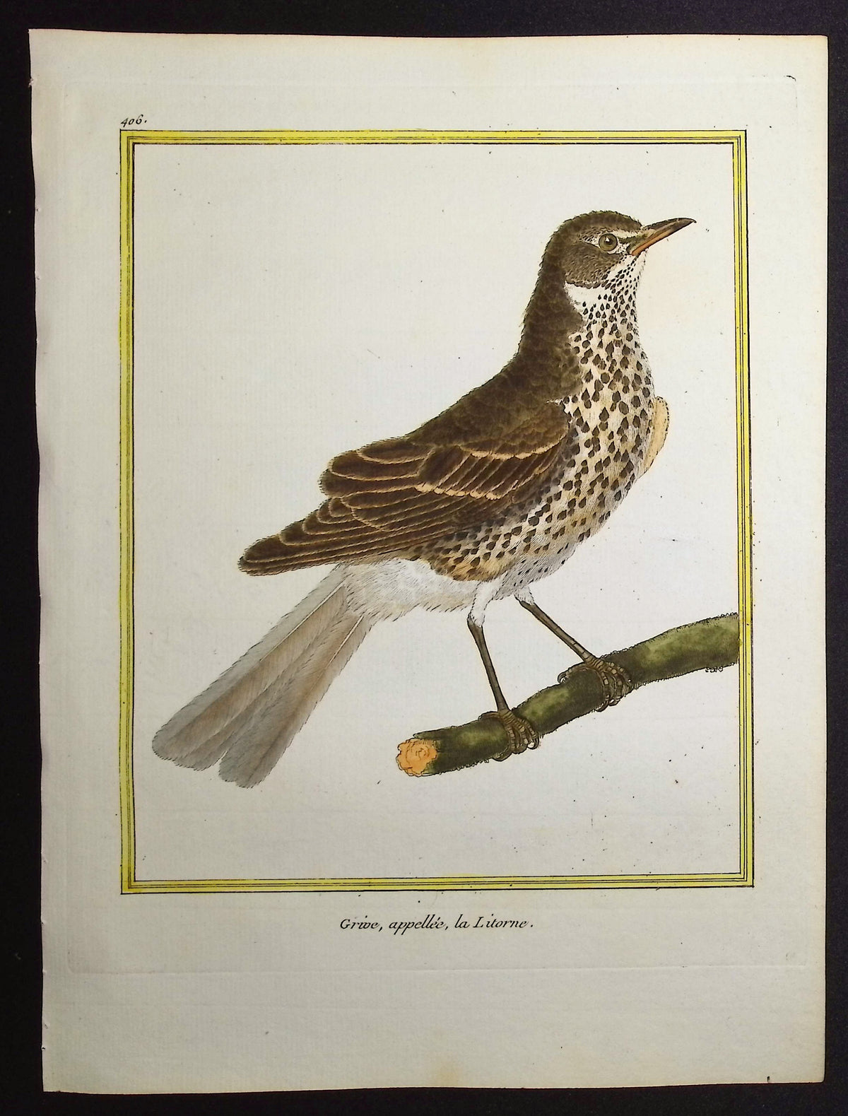 Thrush