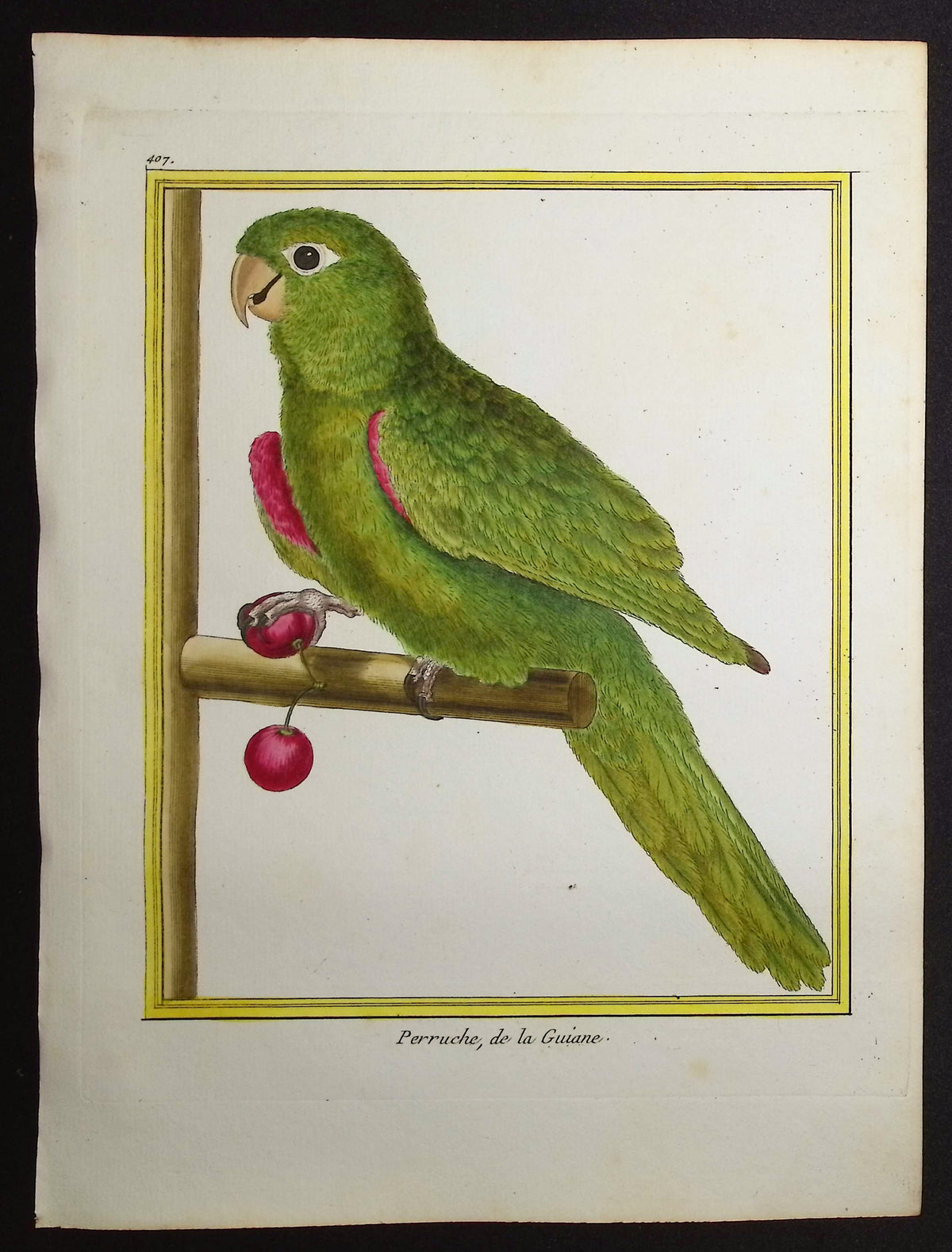 Parrot