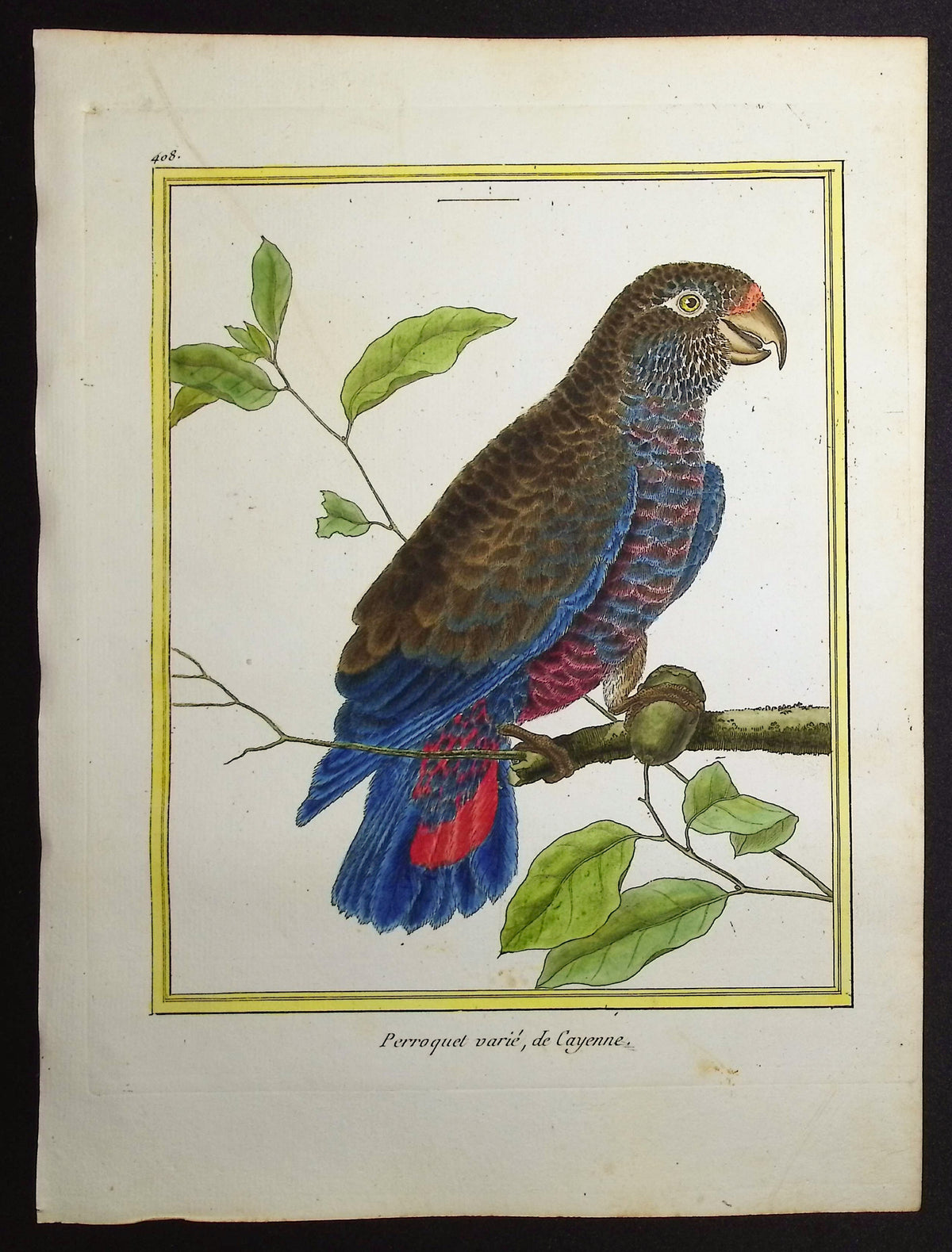 Parrot