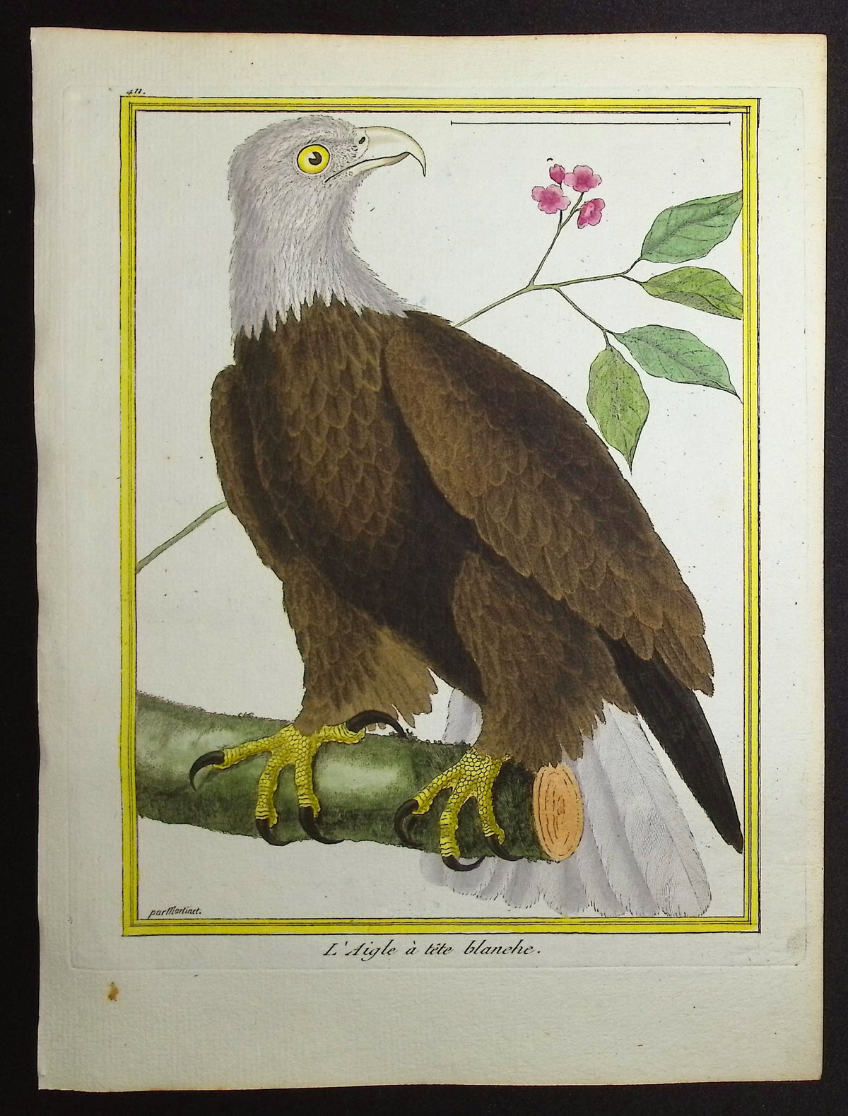 Bald Eagle