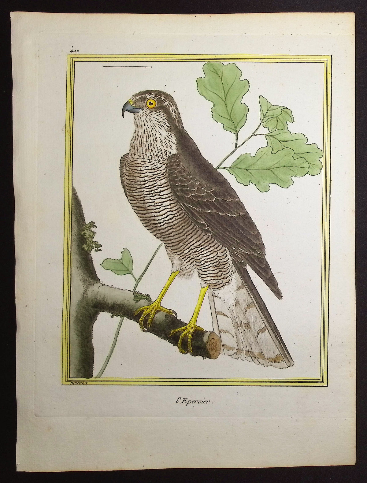 Sparrowhawk