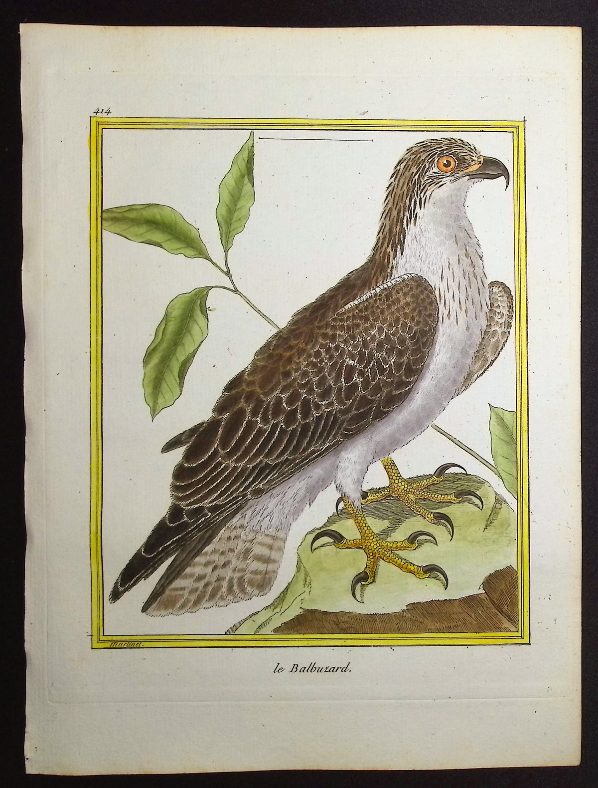 Buzzard