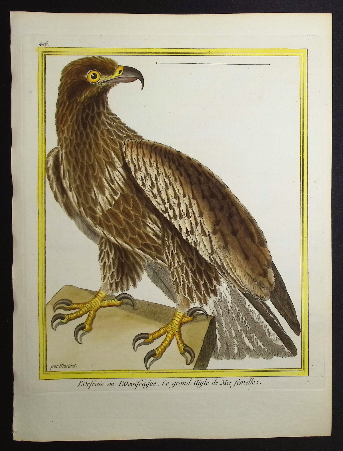 Bird of Prey