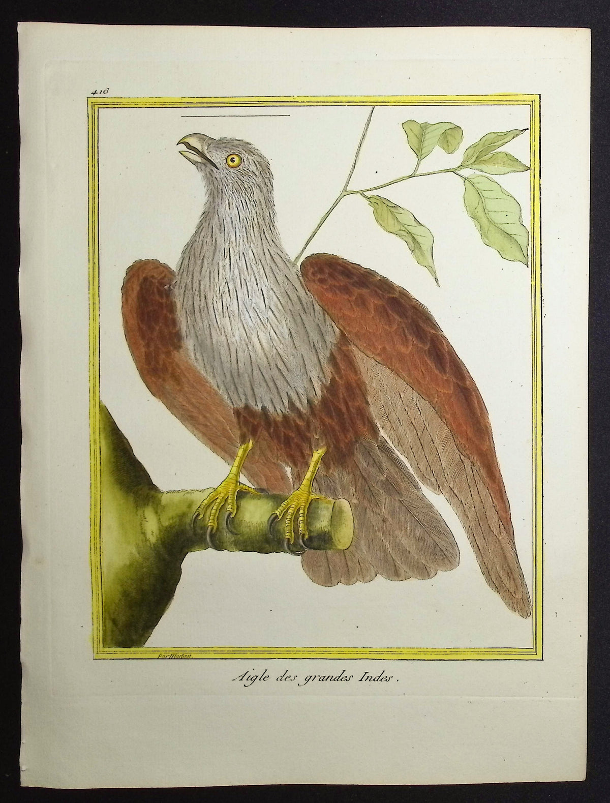 Eagle