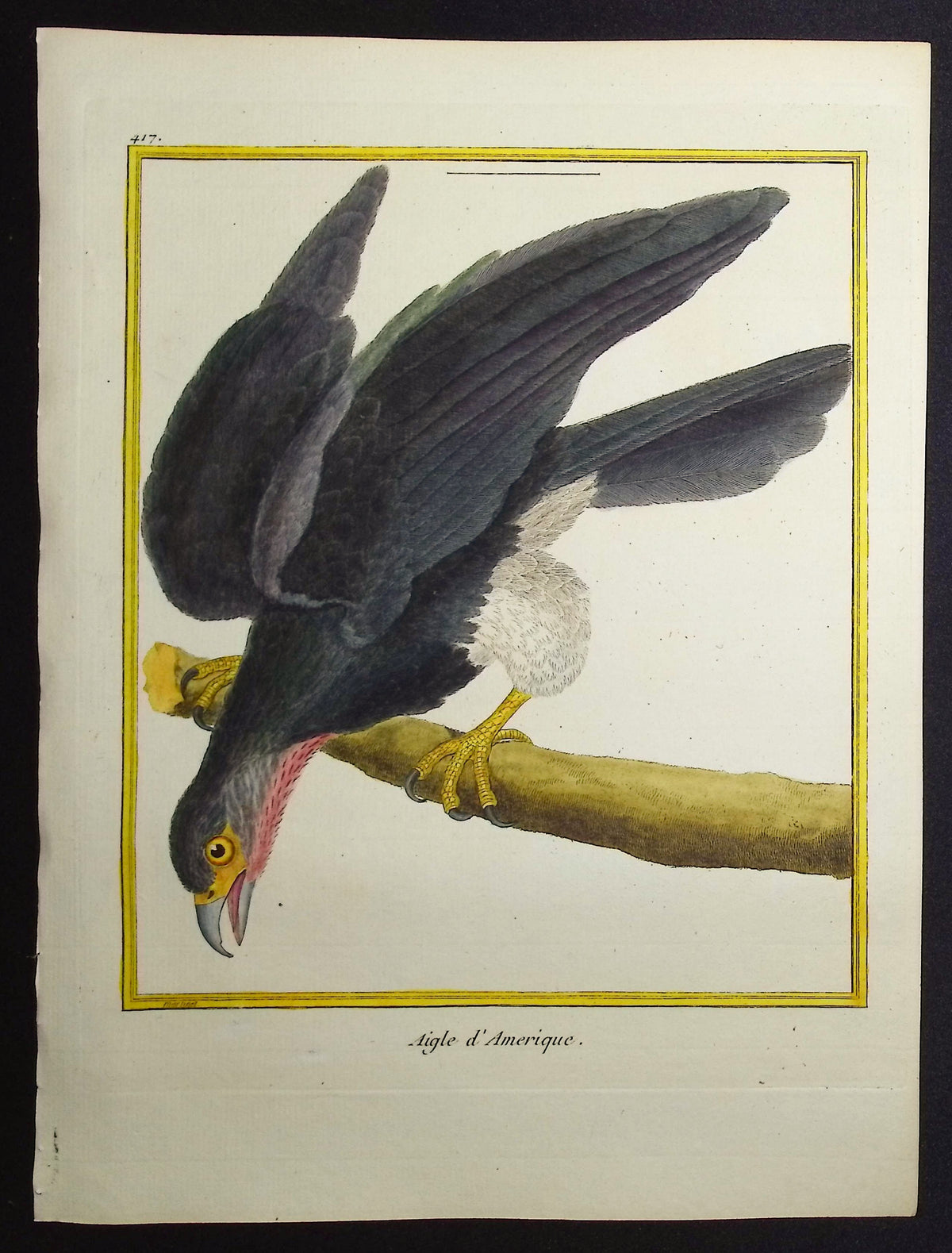 Eagle