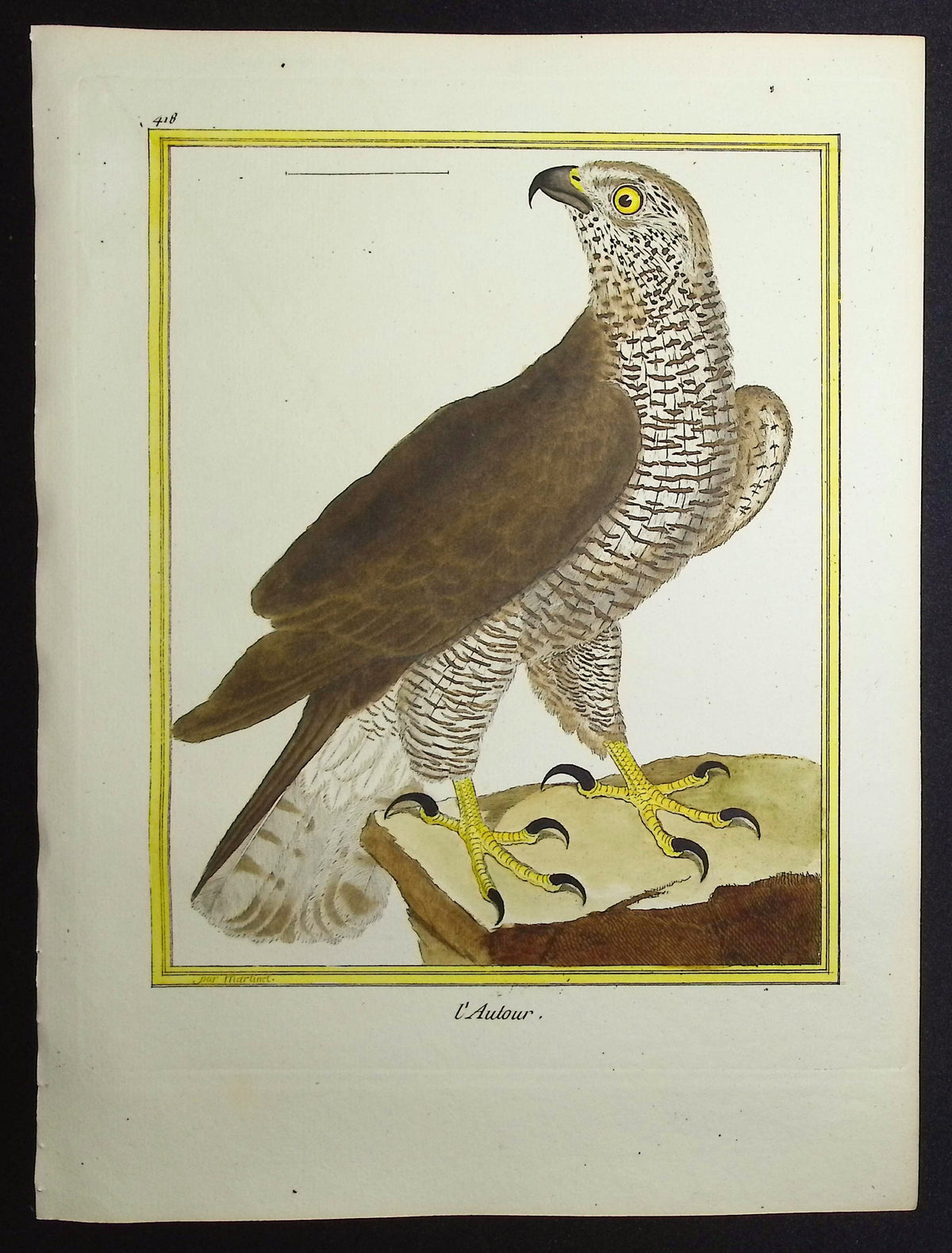 Goshawk