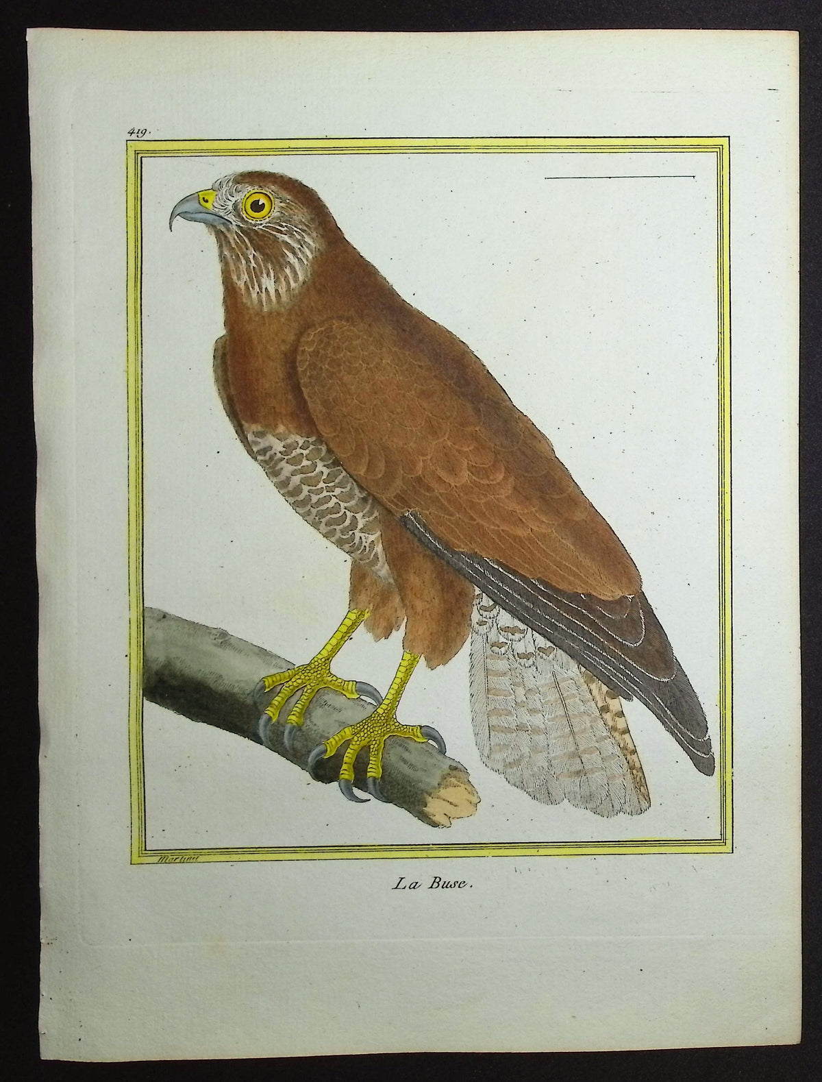 Bird of Prey
