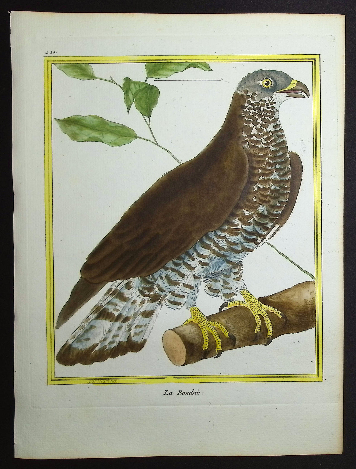 Honey Buzzard