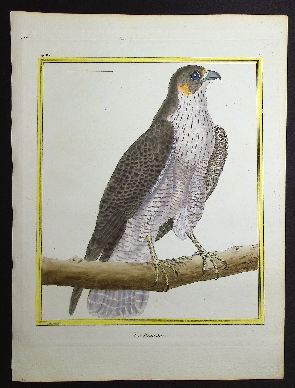 Falcon