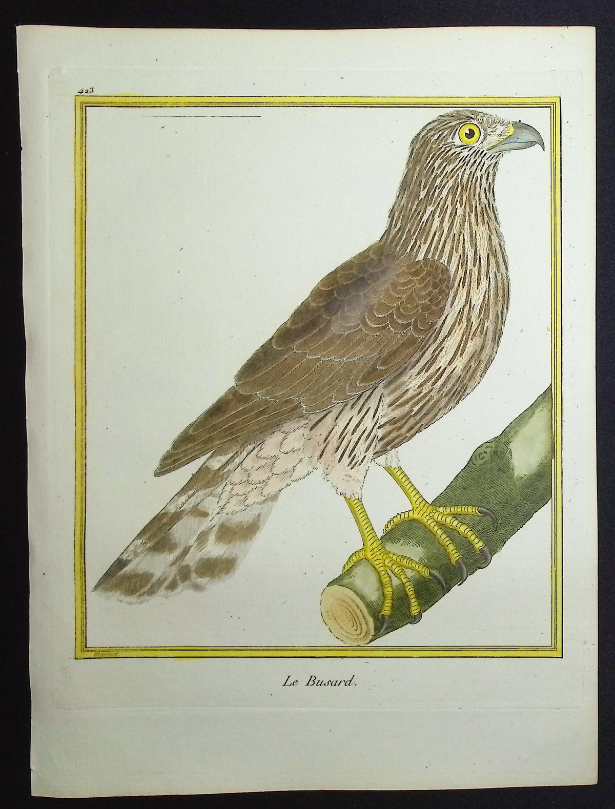 Buzzard