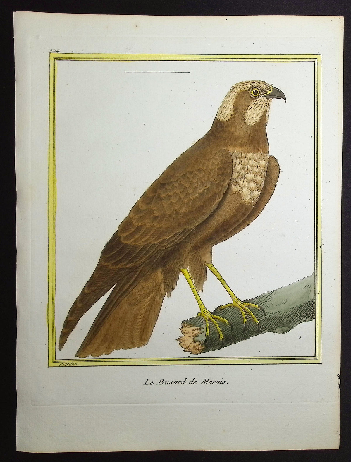 Buzzard
