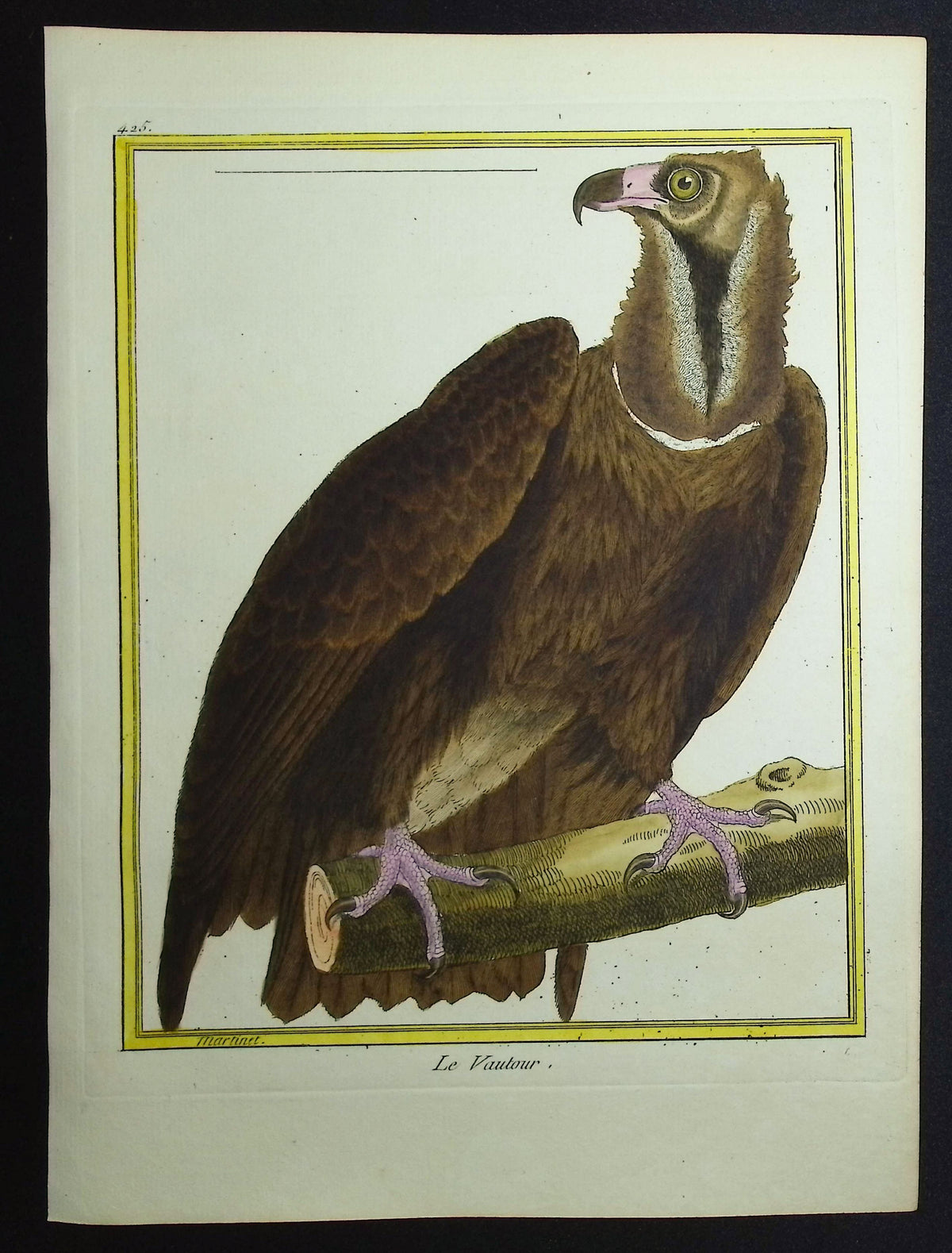 Vulture