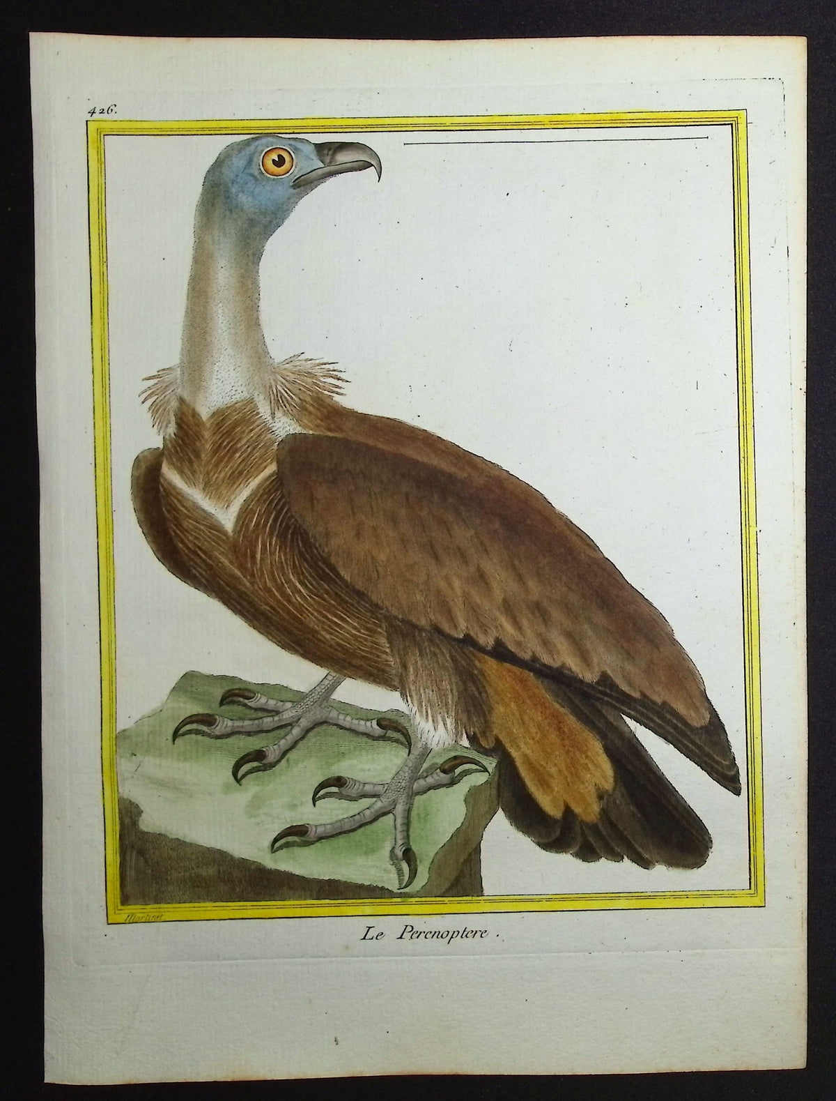 Condor or Vulture