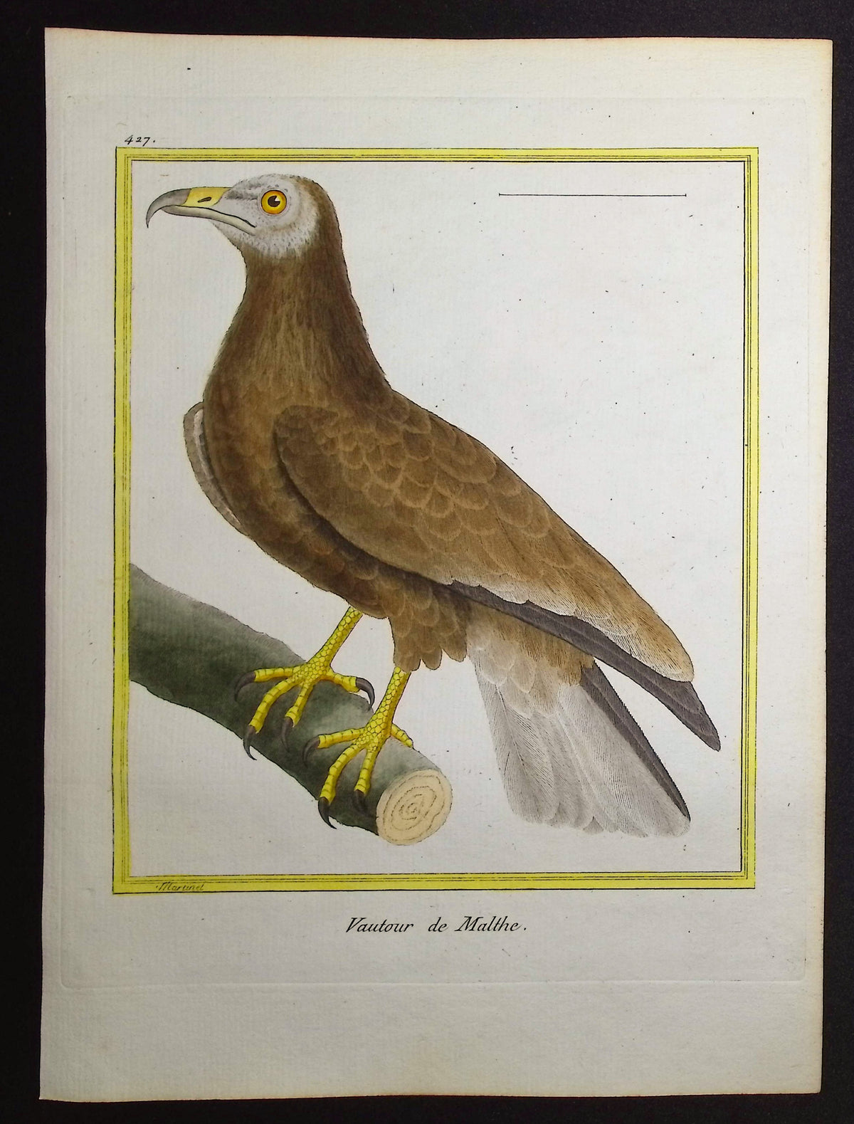 Vulture