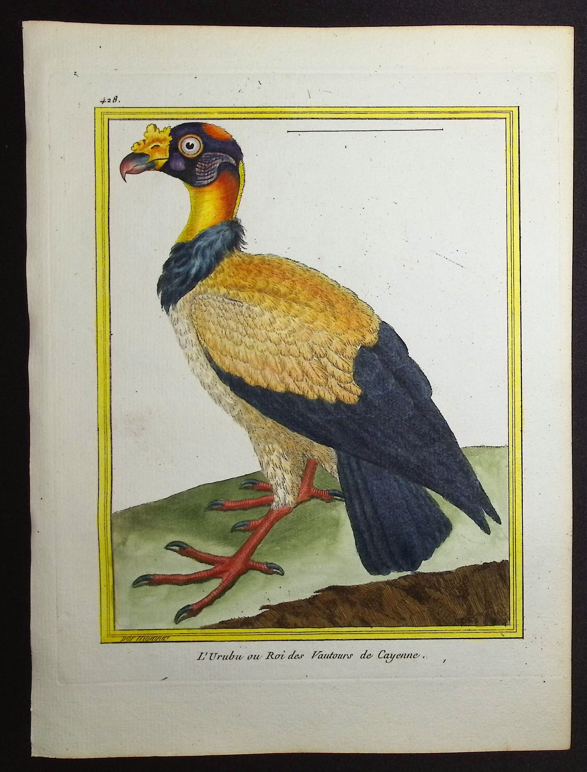 King Vulture
