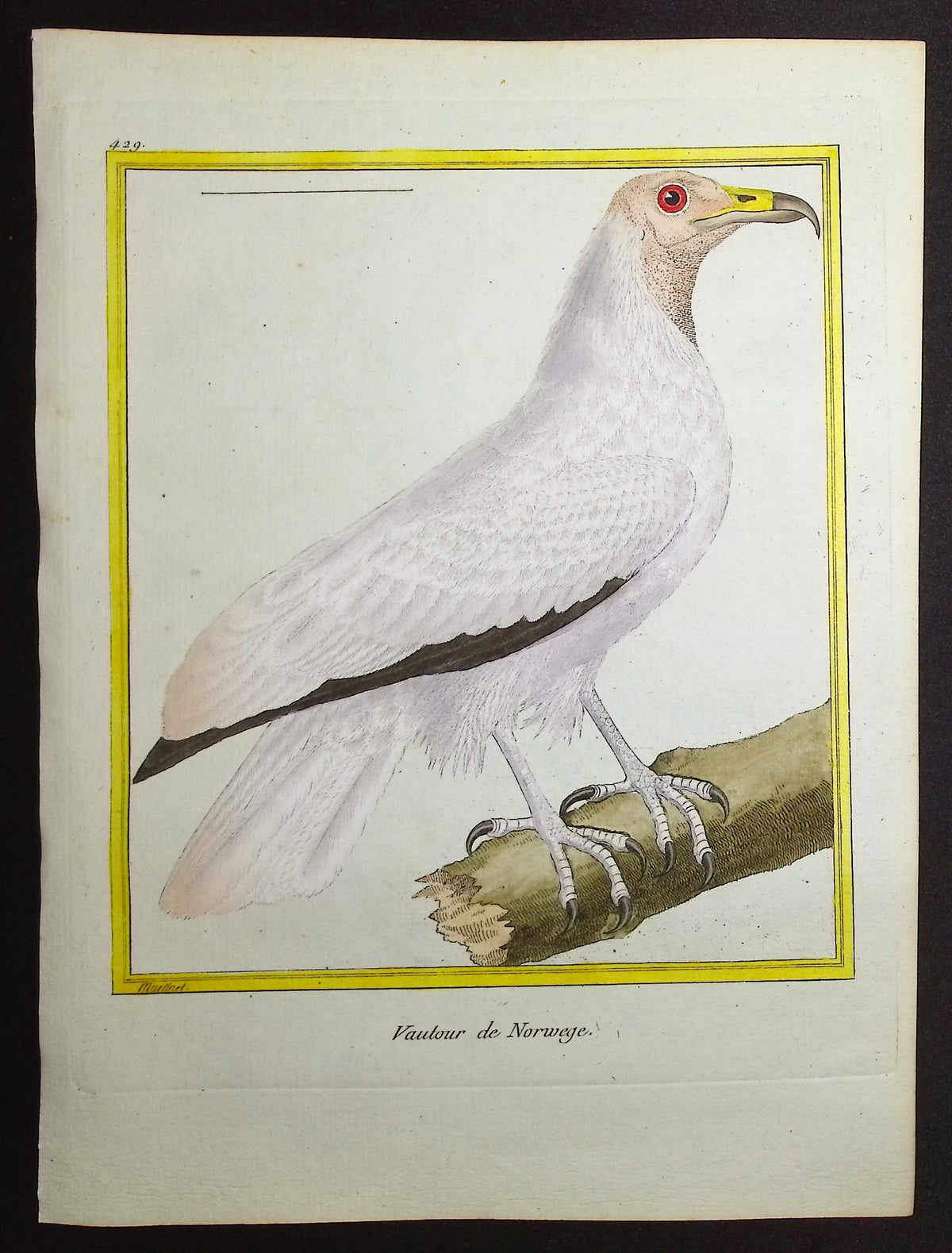 Vulture