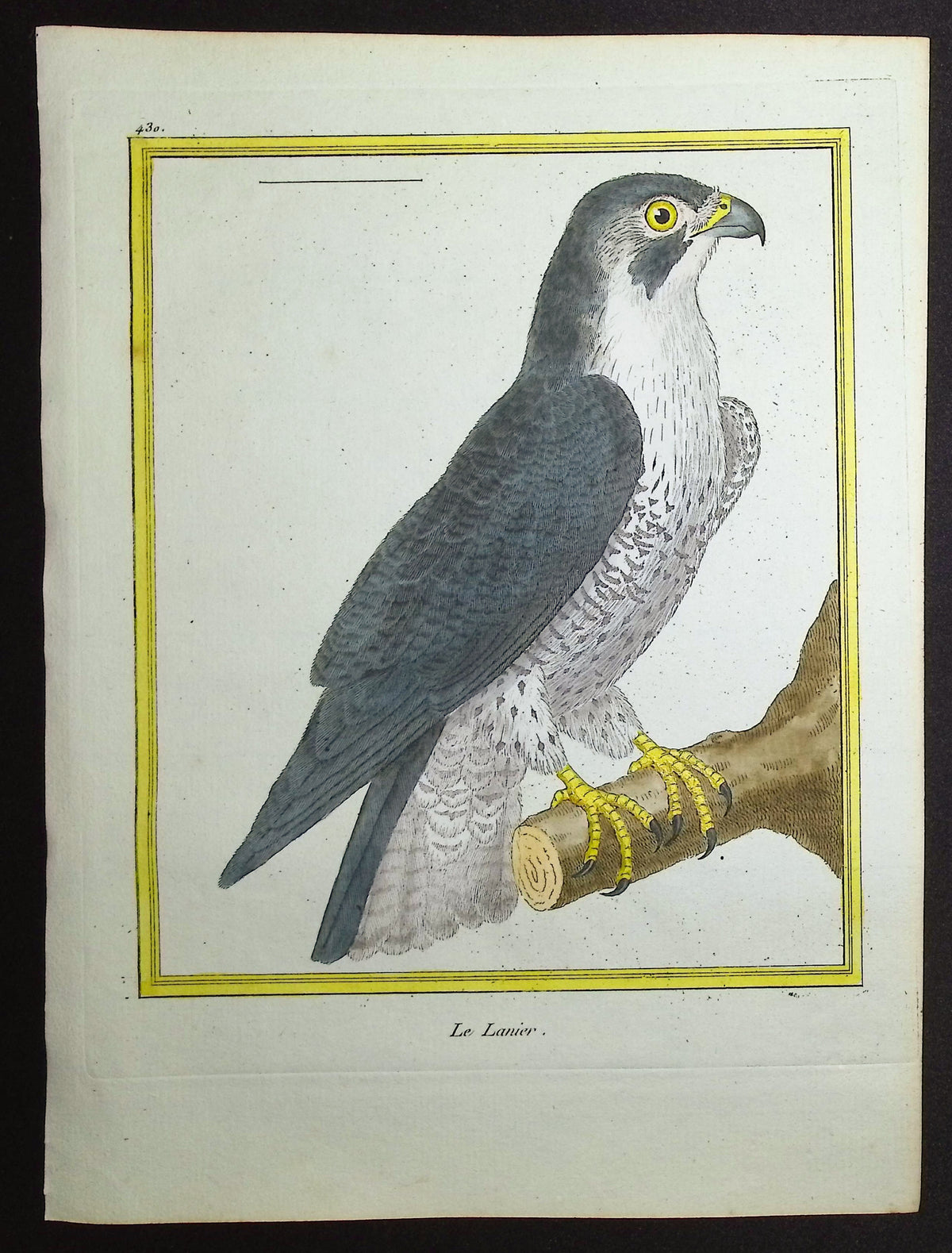 Bird of Prey