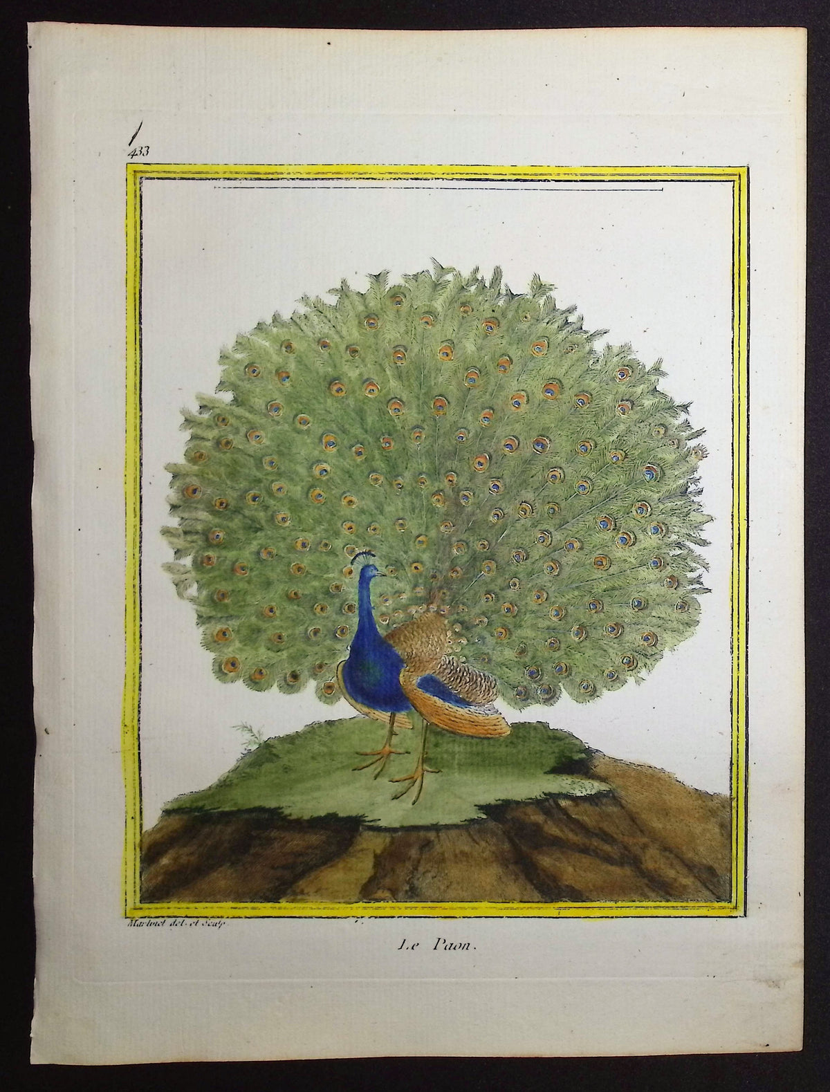 Peacock