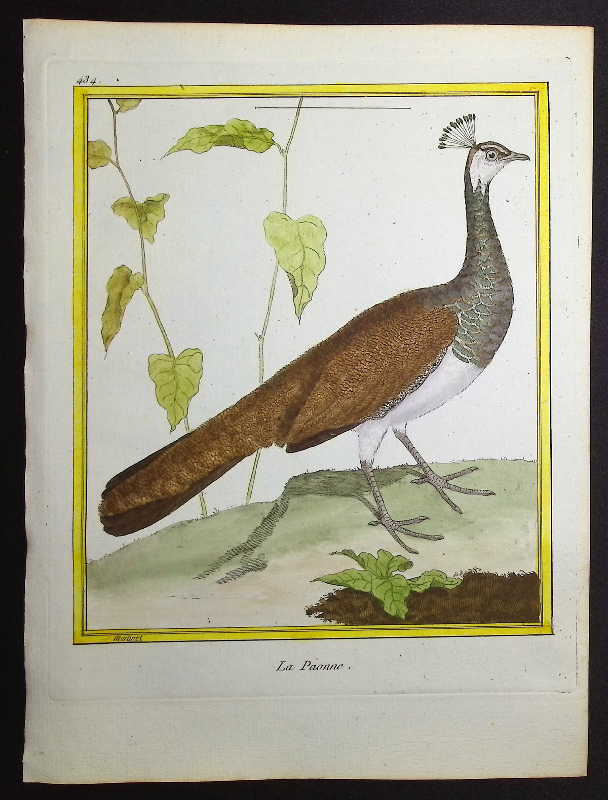 Peacock