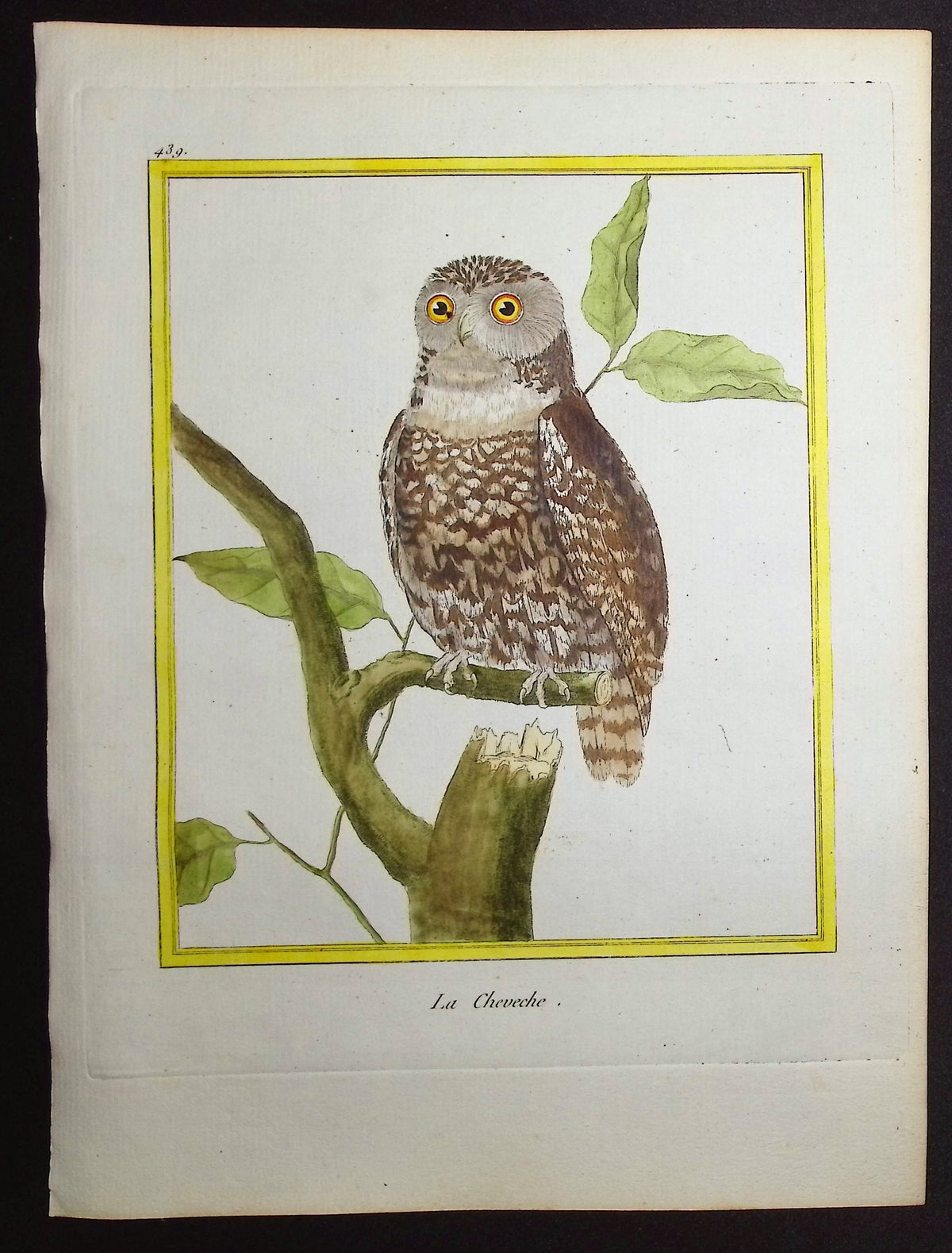 Owl