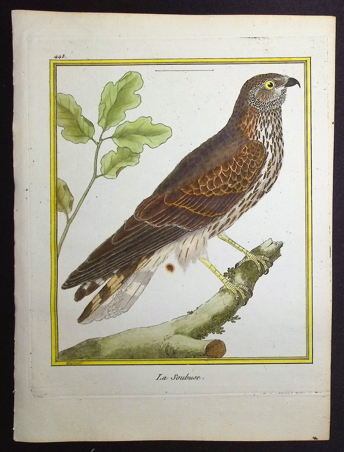 Bird of Prey