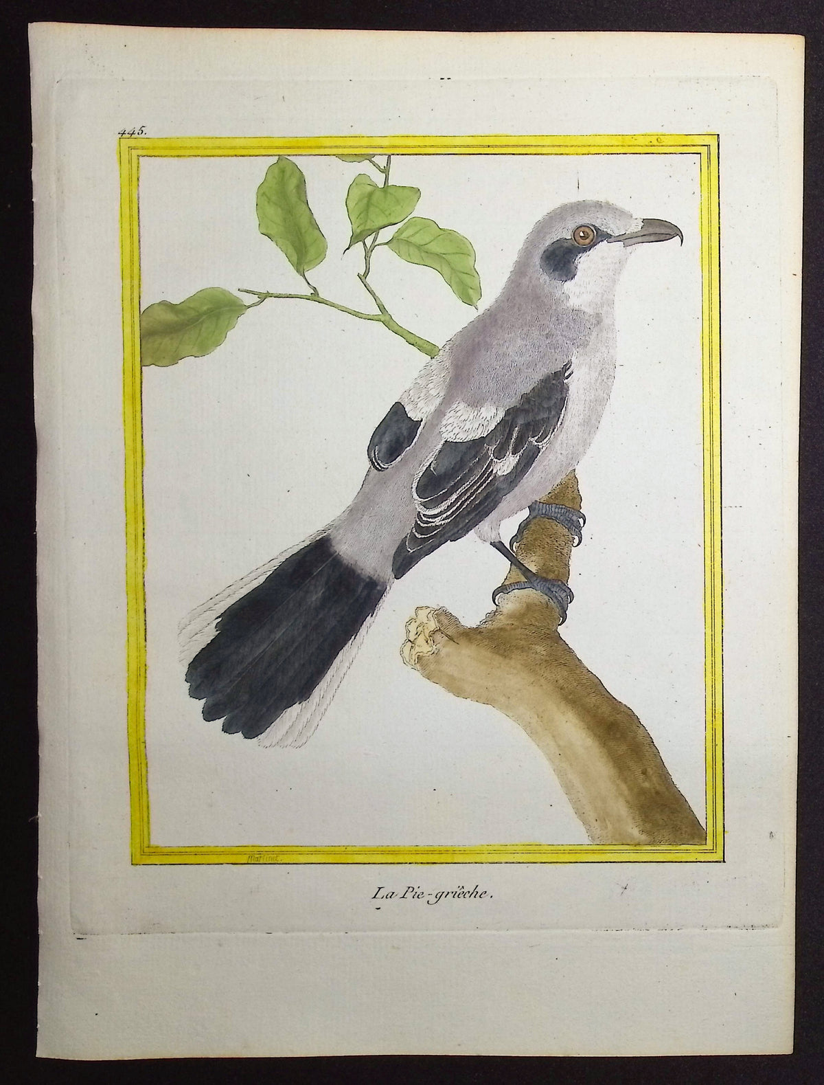 Shrike