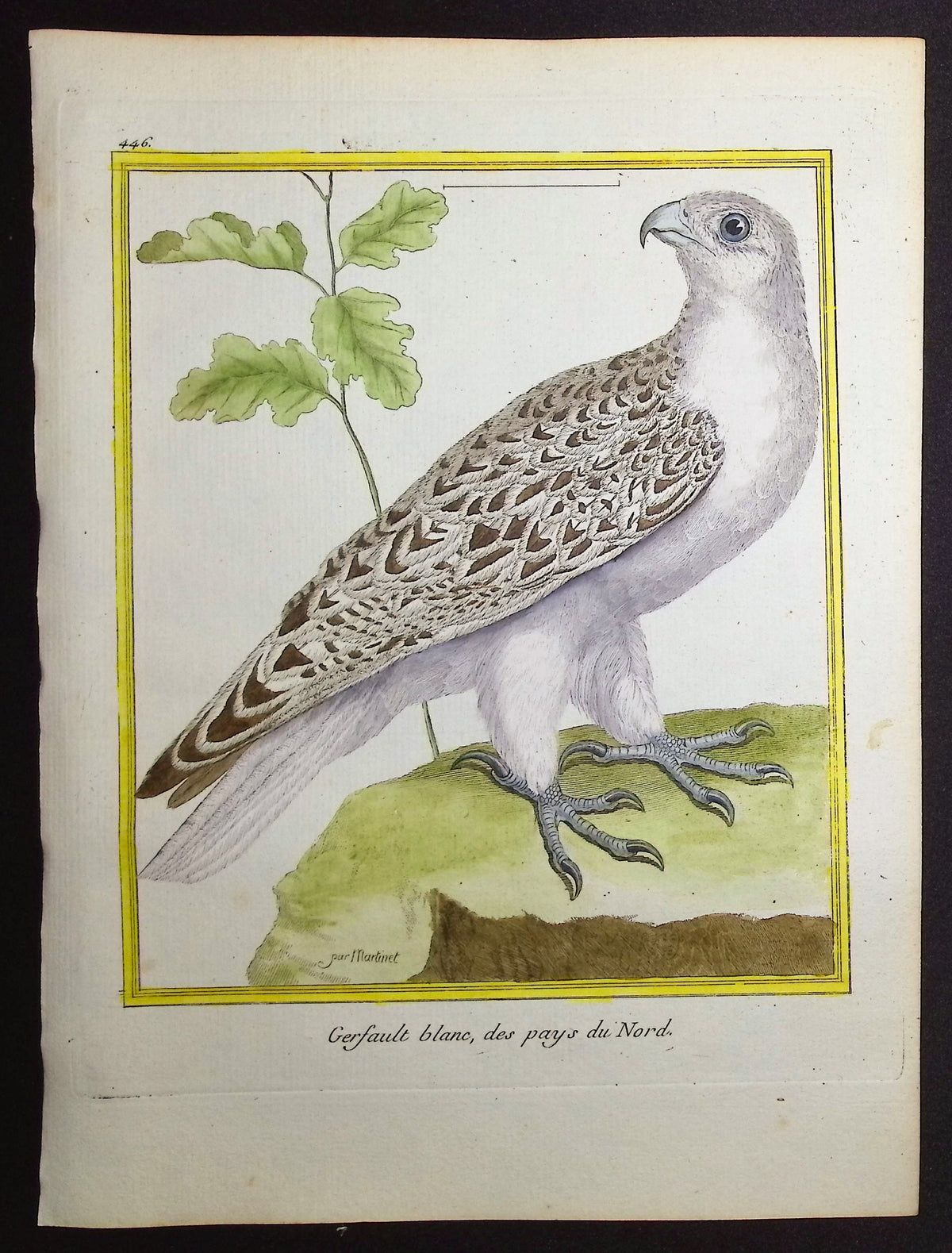 Gyrfalcon