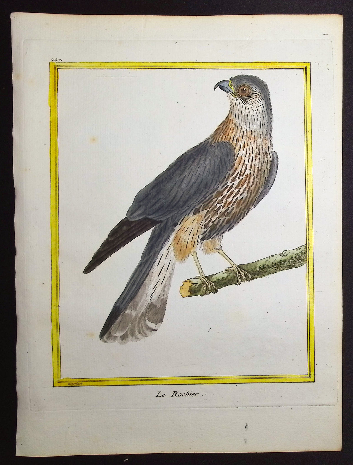Kestrel