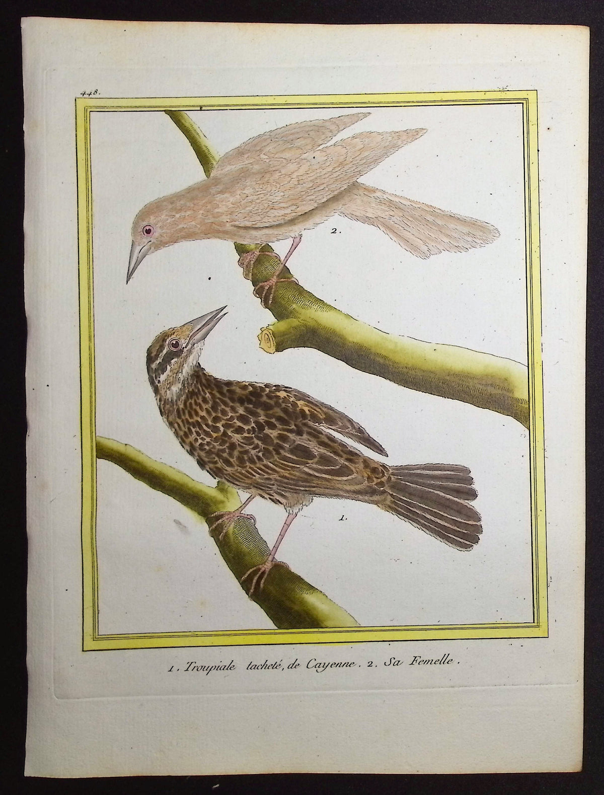Troupial