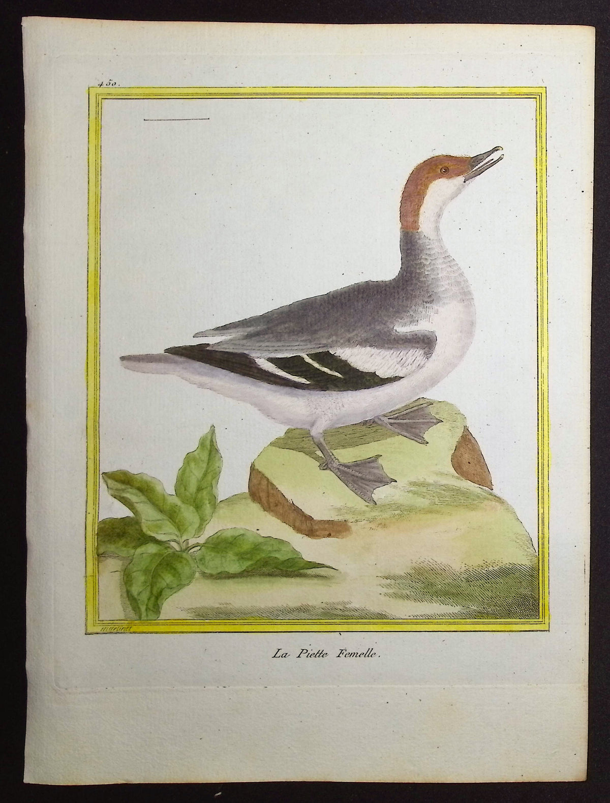 Smew (Female)