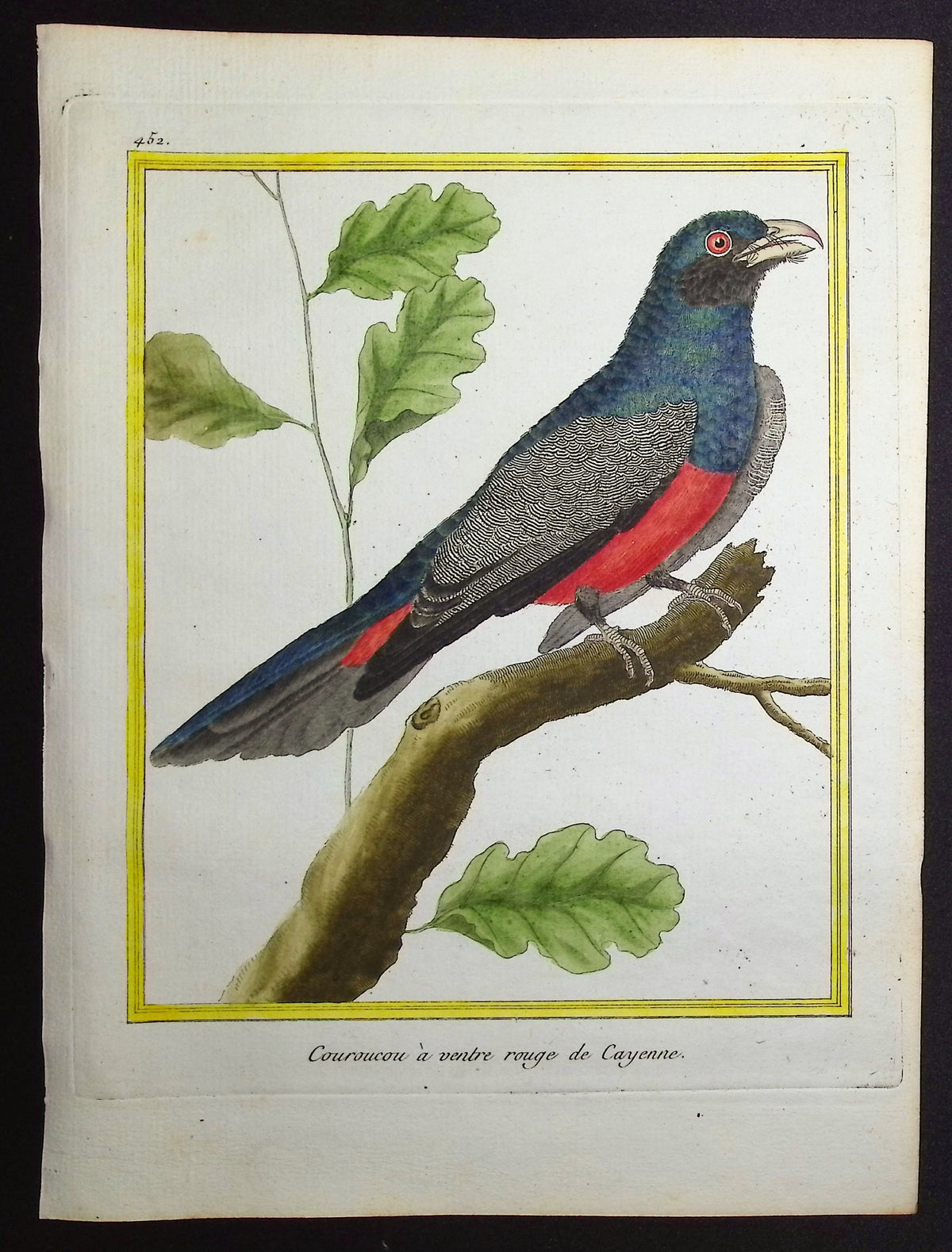 Trogon