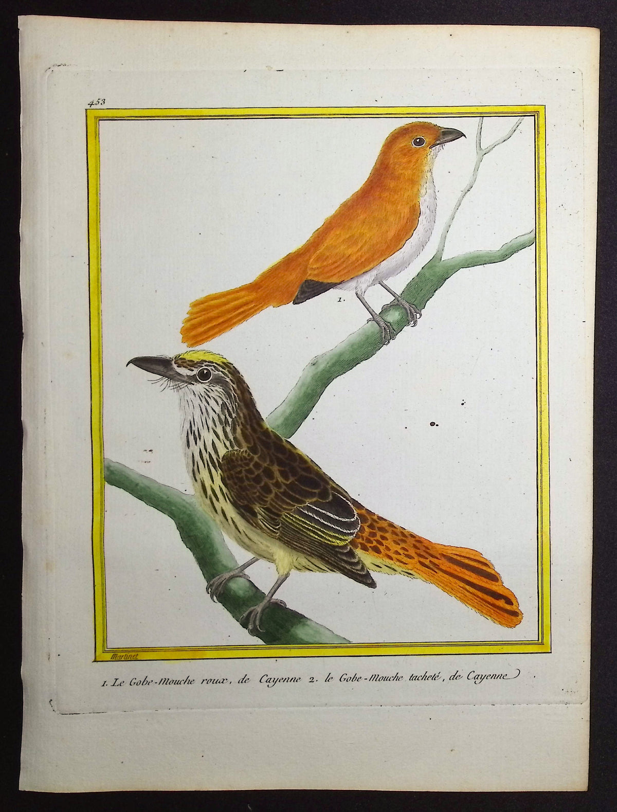 Flycatcher