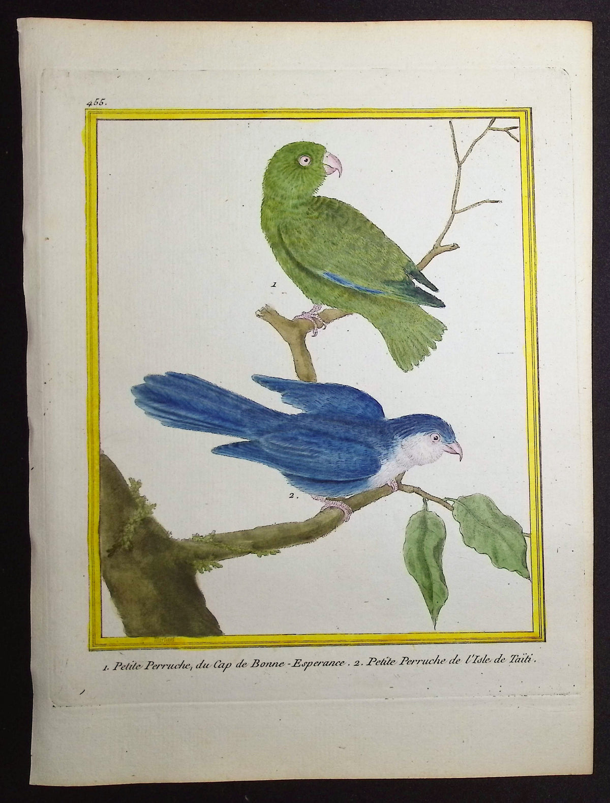 Parrot